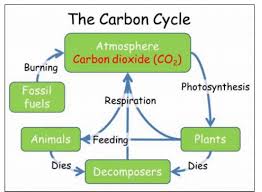 carbon cycle diagram quizlet