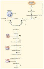 Glycogen Metabolism And Glycolysis Roman Numerals Denote
