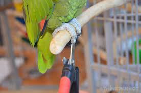 how to trim your parrot s nails