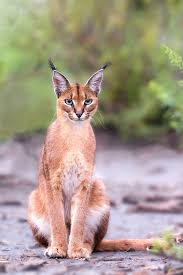 High to low nearest first. Important Facts About Caracal Pet You Need To Know