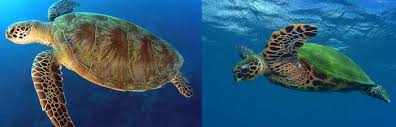 About Hawksbill Turtles