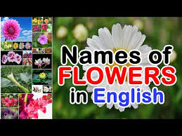 Here are some flower garden names ideas and suggestions: Garden Flowers Pictures And Names Download Song Mp3 And Mp4 Yukio Meireles