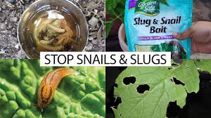 control snails slugs in your garden