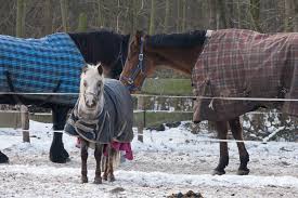 Keeping Horses Warm In Winter Archives