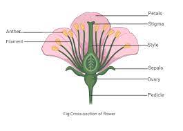 observe any one flower and its various