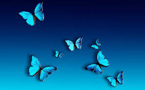 blue erfly wallpaper nawpic