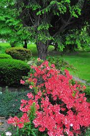 They may result from fungal cankers. When To Prune Azaleas 1 855 629 3772