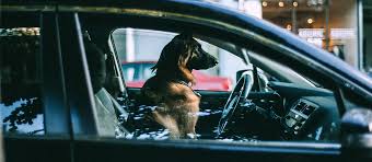 The Best Dog Seat Belt In 2022 Pet Side
