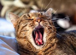 bad breath in cats petmd