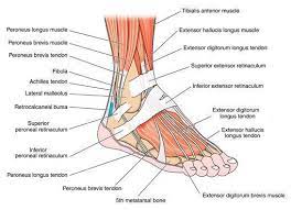 Tendons and ligaments in foot and leg / extensor tendons of foot illustration stock image c047 6014 science photo library : Foot And Ankle Sportsmed