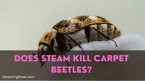 does steam kill carpet beetles their