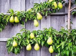 Top Tips For Growing Fruit Trees Frosts