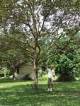 durian tree