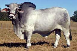 Check out our brahman cattle selection for the very best in unique or custom, handmade pieces from our shops. Breeds Brahman The Cattle Site
