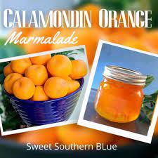 making calamondin orange marmalade