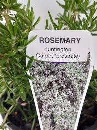 rosemary officinalis prostrate