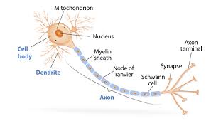 axons the cable transmission of