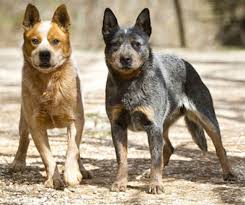 Want to discover art related to blue_heeler? Australian Stumpy Tail Cattle Dog Breed Info Images Videos Faqs