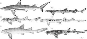 reef sharks recent advances in