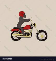funny schnauzer dog riding motorcycle