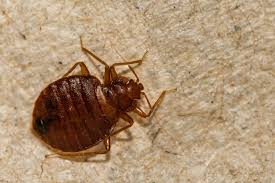 common ways that bed bugs get into your