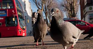 the 35p hack to get rid of pigeons from