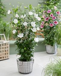 The technical term for plants that grow tall and narrow like the pillar series of rose of sharon is. Hibiscus Flower Tower White Plantipp