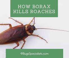 how does borax kill roaches pest