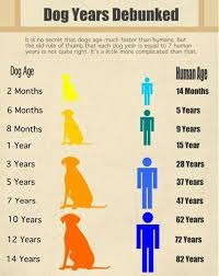 Dog Years Dogs Dog Health Tips Pets