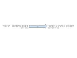 File Photosynthesis Equation With Words