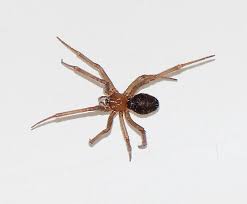 Common Southern California Spider Found In House Steatoda