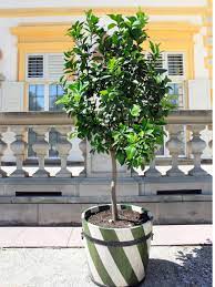 growing lime trees in containers how