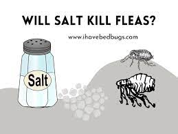 will salt kill fleas all you need to know