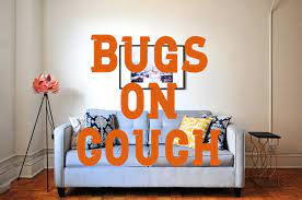 21 bugs that hide on your couch how