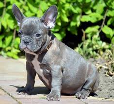 The french bulldog also affectionately known as, the frenchie, frenchie puppies, appeared during the 19th century in nottingham, england as a smaller version of the english bulldog and is often referred to as the toy english bulldog. What Is The Mini French Bulldog Frenchie World Shop