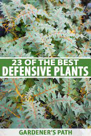 defensive plants for home security