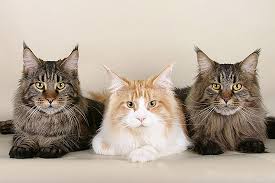The Maine Coon Or Mancoon The Biggest Domestic Cat