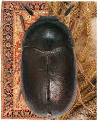 black carpet beetle atenus unicolor
