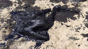 california oil spill has deadly effect