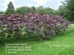 Castor Bean Deep Purple New Zealand Purple Tropical Look Fast Growing Ricinus Communis 50 Seeds Bulk Wholesale Grown In And Shipped From