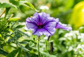 how to grow and care for petunias