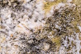 what are mold mites everything to know