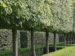 Trees For Screening Your Garden