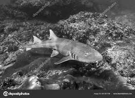 grey bamboo shark chiloscyllium griseum