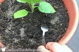 how to fertilize outdoor potted plants