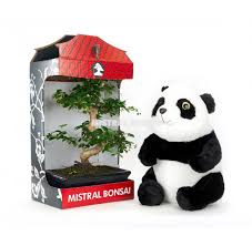 5 christmas gift ideas for a bonsai