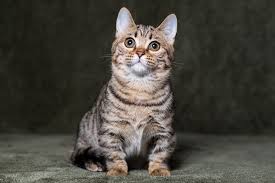 10 incredible munchkin cat origin