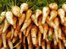 20 incredible benefits of parsnips