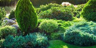 5 reasons to plant more evergreens