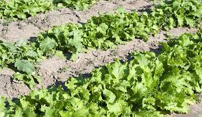 Drought Tolerant Vegetable Garden